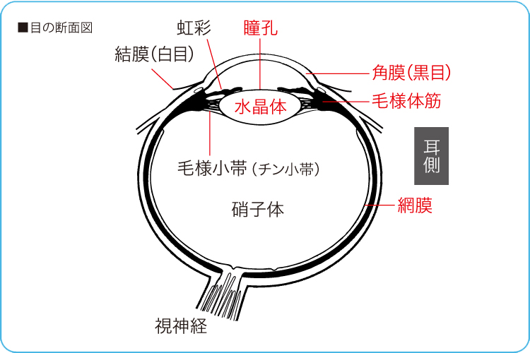 目の断面図