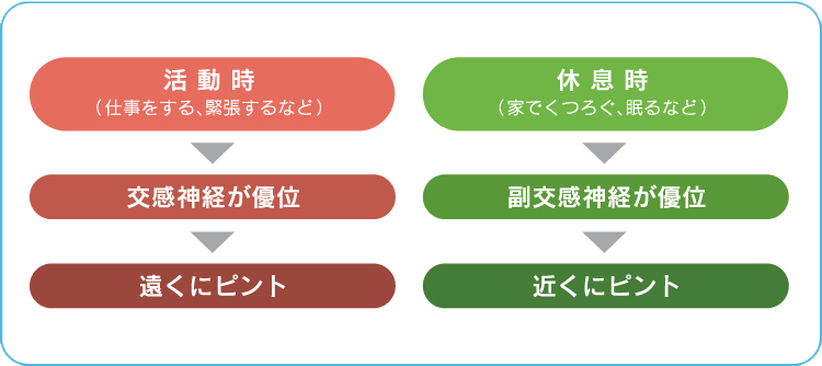 活動時(仕事をする
						、緊張するなど)→交感神経が優位→遠くにピント 休息時(家でくつろぐ、眠るなど)→副交感神経が優位→近くにピント