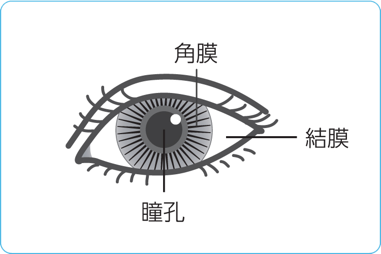 目の拡大イメージ