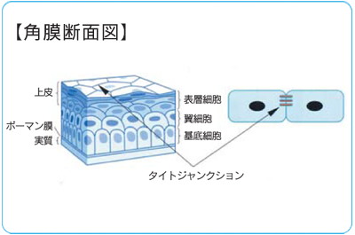 角膜断面図