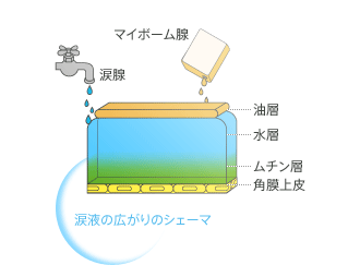 涙液広がりのシェーマ