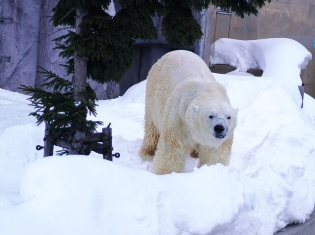 コロナ禍における旭山動物園の動物たち