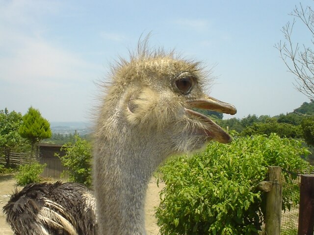 動物たちは“耳で見ている”