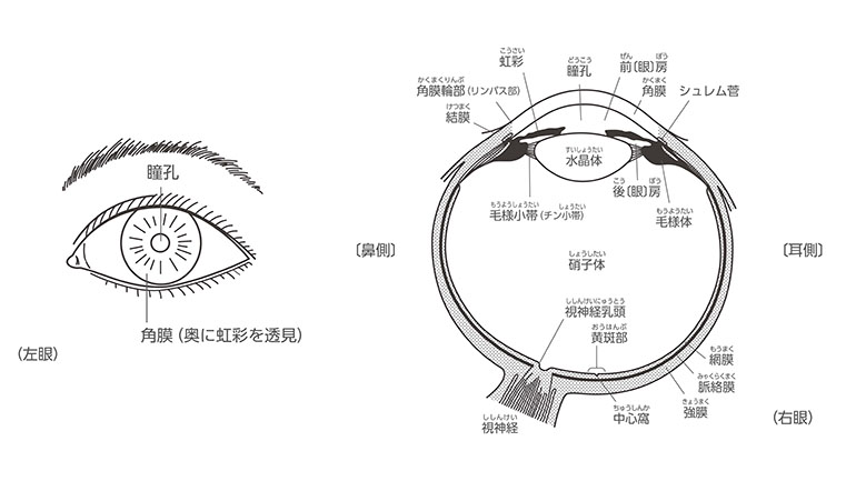 名称や役割など目の基礎知識を学ぼう