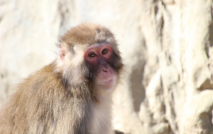 白目は、ほかの動物にはない人間ならではの特徴!!