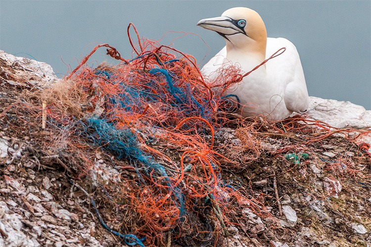 海洋生物とプラスチックゴミ