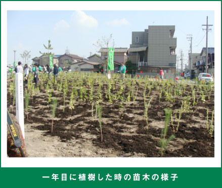 一年目に植樹した時の苗木の様子