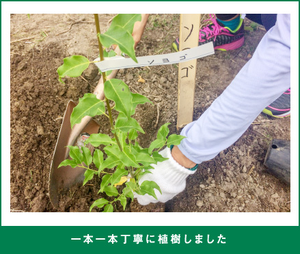 一本一本丁寧に植樹しました