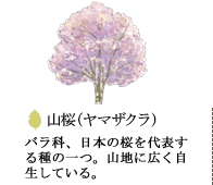 山桜（ヤマザクラ）