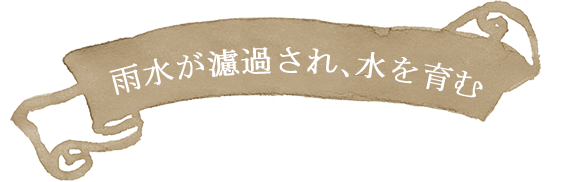 雨水が濾過され、水を育む