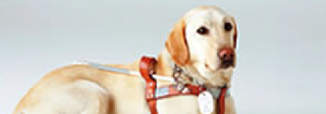 補助犬の健康診断