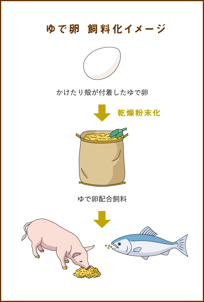 ゆで卵 飼料化イメージ