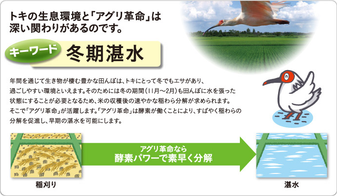 トキの生息環境とアグリ革命は深い関わりがあるのです。アグリ革命なら酵素パワーで、素早く稲わらの分解を促進し、早期の湛水を可能にします。