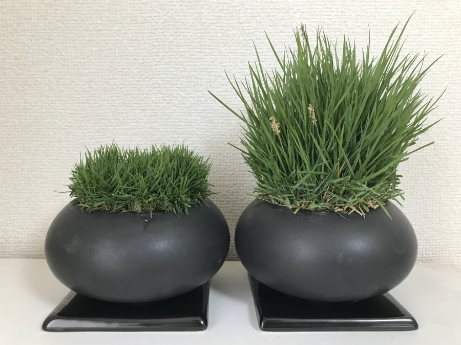 ナルオターフと従来芝の比較イメージ