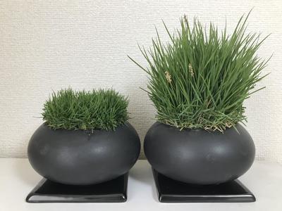 ナルオターフと従来品種の写真