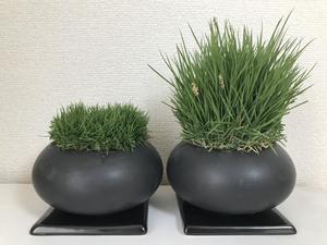 陶器ポット苗