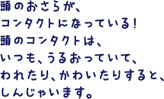 頭のおさらが、コンタクトになっている！頭のコンタクトは、いつも、うるおっていて、われたり、かわいたりすると、しんじゃいます。