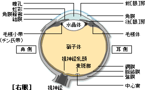 コンタクトレンズ百科事典 コンタクトレンズのメニコン