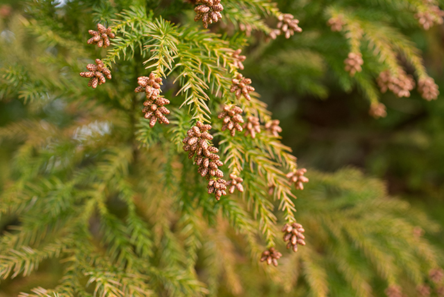 コンタクトレンズの装用で目が充血する原因の代表例